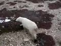 Polar Bear Hudson Bay, Canada