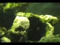 videos de Fishies Feeding Time