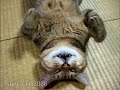 畳の上で眠るツネオ君♪ sleep cat tsuneo