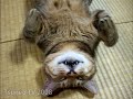 ??????????? Sleep cat Tsuneo ??????????? Sleep cat Tsuneo