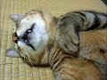 畳の上で眠るツネオ君♪ sleep cat tsuneo