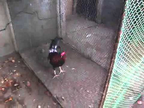 how to train fighting roosters