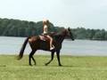 Suns Delight bred TWH Liver Chestnut Gelding