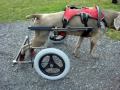 Keppler, Weimaraner, in his custom Eddie's Wheels