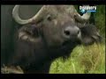 A vingança do búfalo
