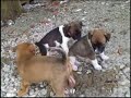 物以類聚  It's a true story about A Day in the Life of a 6 Homeless Puppies who had spent the first 3 weeks of their lives in this abandoned sewage pipe and eventually had made their ways to happiness.  Watch this wonderful & sensational documentary which described how two women had rescued these 6 puppies from the verge of destructions by the local governmental agencies, also successfully captured the mother of the puppies to had her fixed and how the mother magically returned from the home where they placed her in and so on and so forth. This an unbelievable event occurred in this small town, Longtan of Taiwan.......