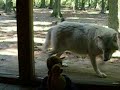 Francis vs the head of the wolf pack Francis vs the head of the wolf pack