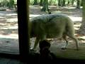 videos de Francis vs the head of the wolf pack
