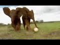 Cute-elephants-play-