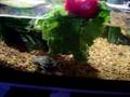 Feeding My Turtles Romaine Lettuce on a food clip