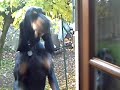Cliquez pour voir la vid�o