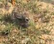 Leveret 5th Dec 2007 - أرنب بر في الحديقه