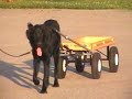 Newfoundland Puppy Learns To Pull A Cart