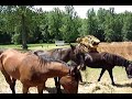Dozer Action XIII: Horse Pond