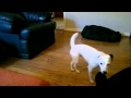Excited Dog Walks Off In Embarrassment After Running Jump Fail