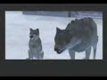 Metal Gear Solid: Twin Snakes - Wolf\ Metal Gear Solid: Twin Snakes - Wolf\