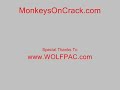 monkeysoncrack.com