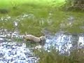 Lil in the swamp