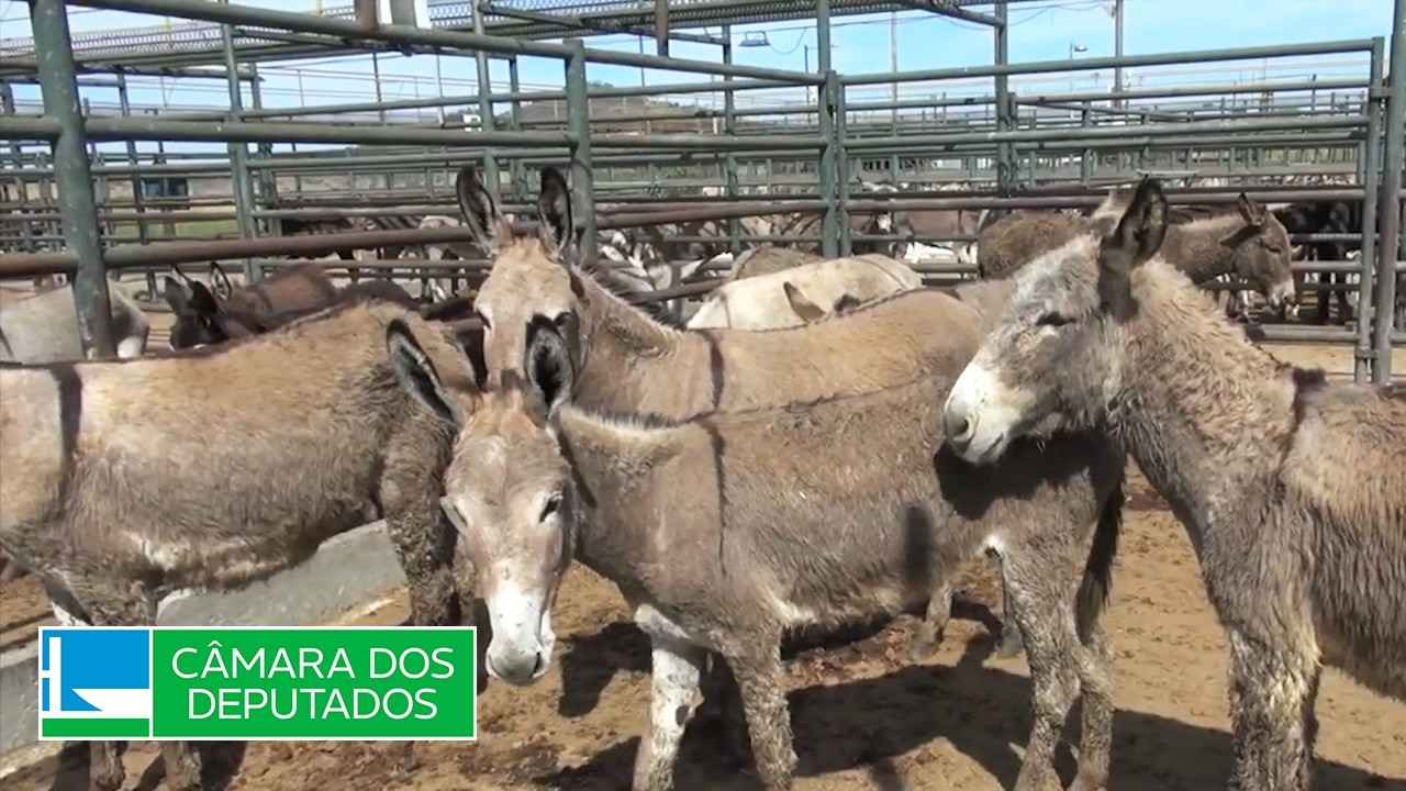 Comissão debate os impactos do comércio de pele de jumentos no Brasil - 14/05/26