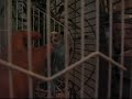 birds parakeets
