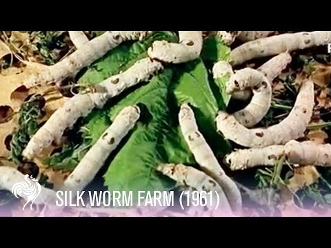 how to collect silk from silkworms