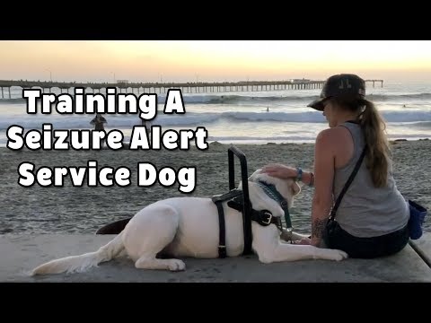 video-linktoworks-Training A Seizure Alert Service Dog