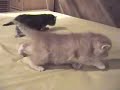 Mes chatons ont trois semaines Mes chatons ont trois semaines