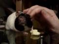 Sir Sqeekycheese on the Table