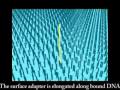 Illumina Solexa Sequencing