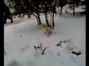 Snowfield
