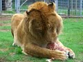 Maverick the Liger. Lion+Tigress