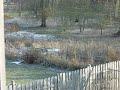 My 1st Attempted Crow Hunt My 1st Attempted Crow Hunt