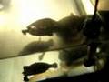 RES turtle tank *NEW*