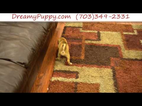 Stunning Puggle Male Puppy 5