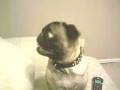 Pug Bark