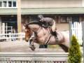 Horses ARE Life!