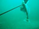 Spearfishing Red Gurnard
