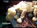 Pleo, the early days. Clip 07