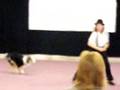 vitello dog's sport, dog dance 2007, 9