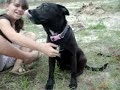 For $1.00 u could win art and save 2 pups