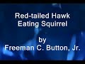 Red-tailed Hawk Eating Squirrel