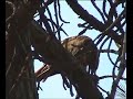 Red-tailed Hawk Eating Squirrel