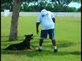 Taller para Perros de Trabajo de Caribbean Dog Sport Club