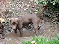 Rocky the Chocolate Lab Playing in Puddle Rocky the Chocolate Lab Playing in Puddle