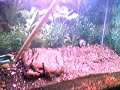 latest pede video
