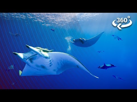 Diving Underwater With Elusive Devil Rays - YouTube
