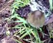 arboricultural reportage!