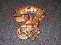 Royal Ball python - coming soon Royal Ball python - coming soon
