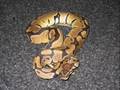 Royal Ball python - coming soon