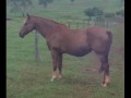 Haras Itapuã
